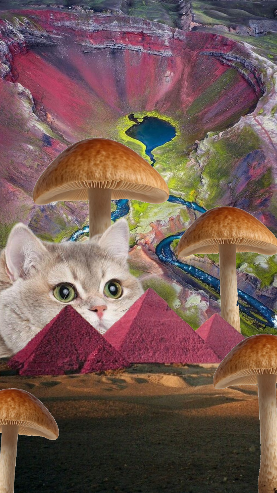 Viagem Felina